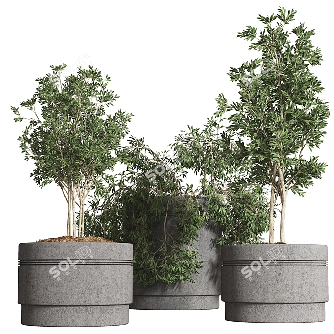 Indoor Plant Collection: 10 Varieties 3D model image 5