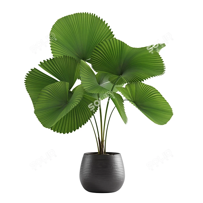 Exquisite Licuala Grandis Palm 3D model image 1