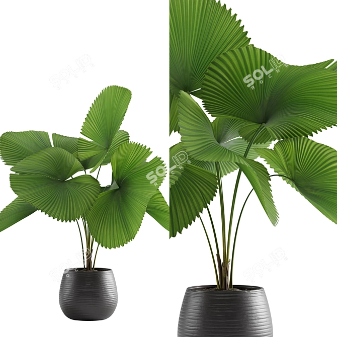 Exquisite Licuala Grandis Palm 3D model image 5