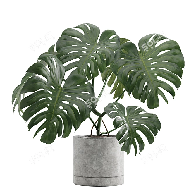 Tropical Charm: Monstera Deliciosa 3D model image 1