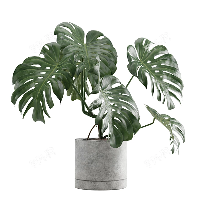 Tropical Charm: Monstera Deliciosa 3D model image 3