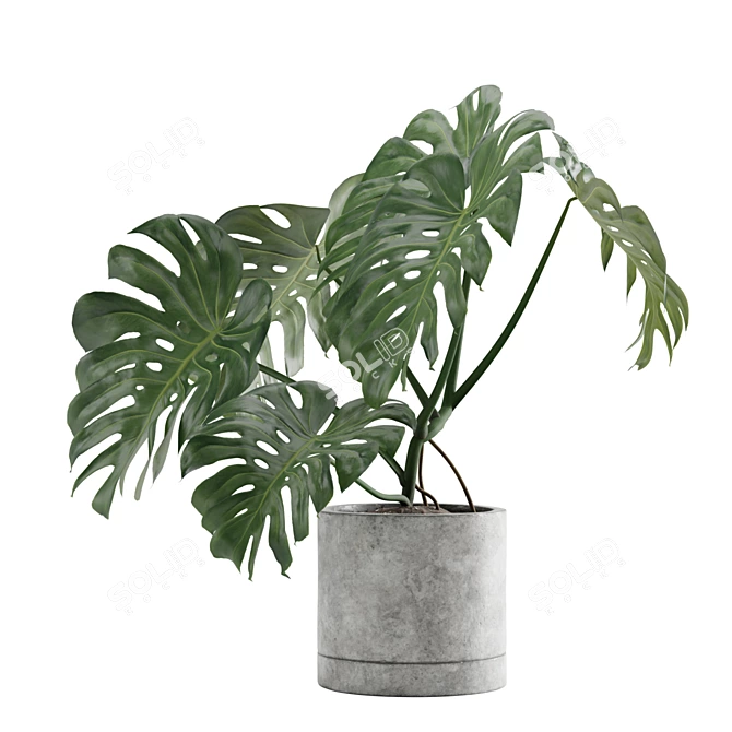 Tropical Charm: Monstera Deliciosa 3D model image 4