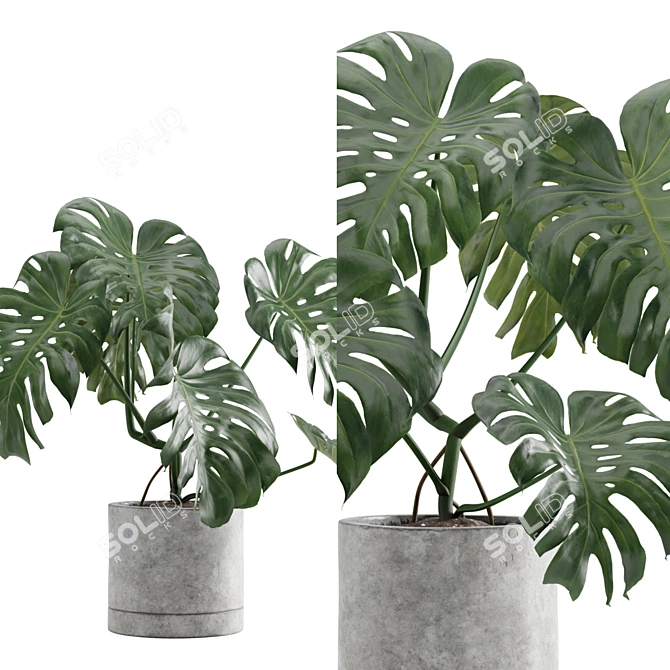 Tropical Charm: Monstera Deliciosa 3D model image 5