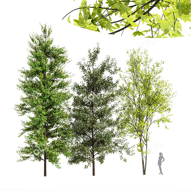 Real Tree Acer Saccharinum - 3D Model Bundle 3D model image 1