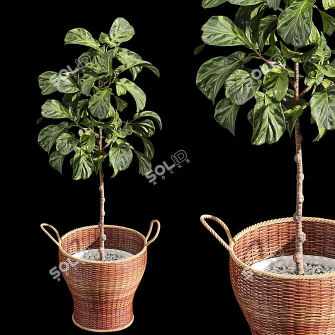 Stylish 2m Indoor Fiddle Leaf Fig 3D model image 1