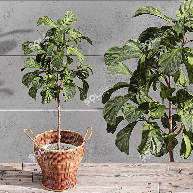 Stylish 2m Indoor Fiddle Leaf Fig 3D model image 2