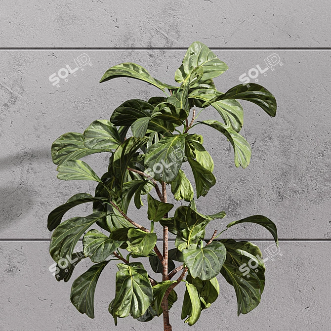 Stylish 2m Indoor Fiddle Leaf Fig 3D model image 4