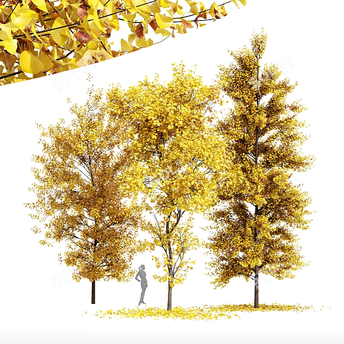 Fall Foliage Tree Collection: Buergerianum, Saccharinum, Biloba 3D model image 1