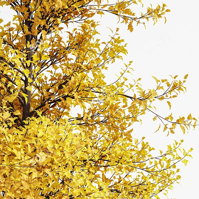 Fall Foliage Tree Collection: Buergerianum, Saccharinum, Biloba 3D model image 2