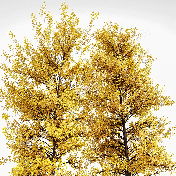 Fall Foliage Tree Collection: Buergerianum, Saccharinum, Biloba 3D model image 4