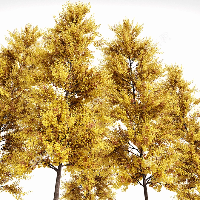 Fall Foliage Tree Collection: Buergerianum, Saccharinum, Biloba 3D model image 5