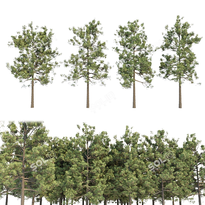 Tall Pine Trees Vol 19 Collection 3D model image 1