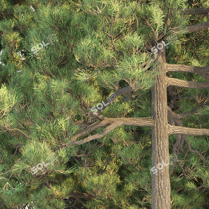 Tall Pine Trees Vol 19 Collection 3D model image 2