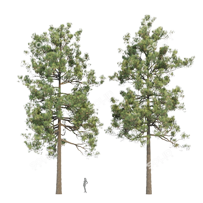 Tall Pine Trees Vol 19 Collection 3D model image 3