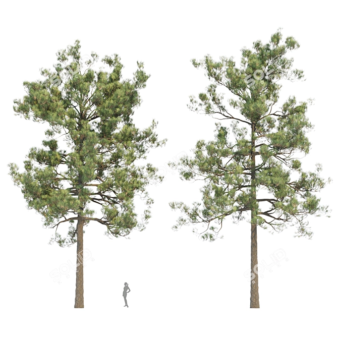 Tall Pine Trees Vol 19 Collection 3D model image 4