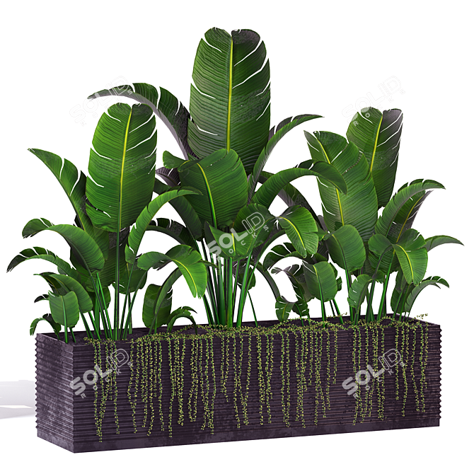 Tropical Banana Plant in Flower Pot 3D model image 2