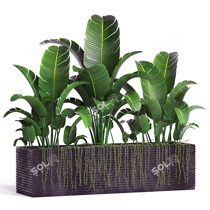 Tropical Banana Plant in Flower Pot 3D model image 5