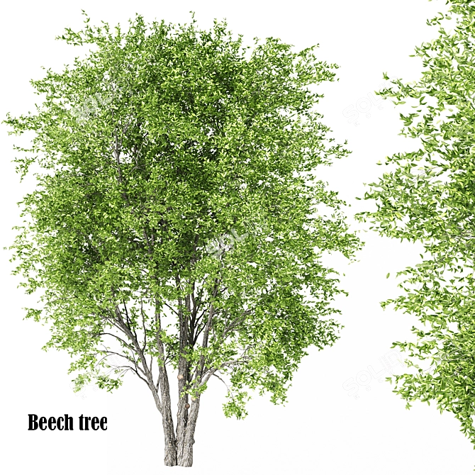 Polys: 1,011,193 - Towering 15m Beech Tree 3D model image 1