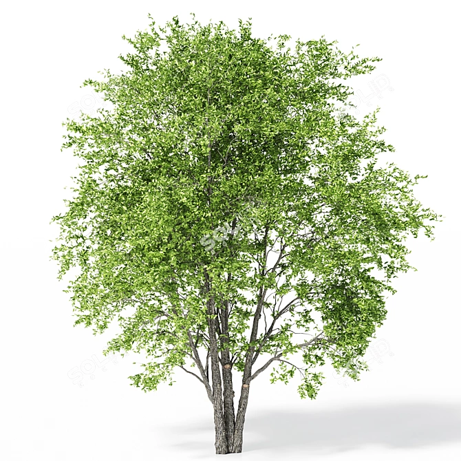 Polys: 1,011,193 - Towering 15m Beech Tree 3D model image 2