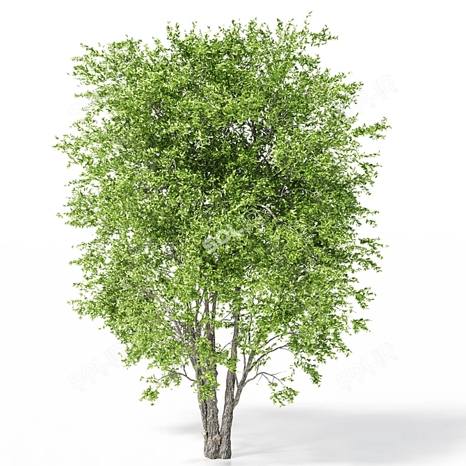 Polys: 1,011,193 - Towering 15m Beech Tree 3D model image 3