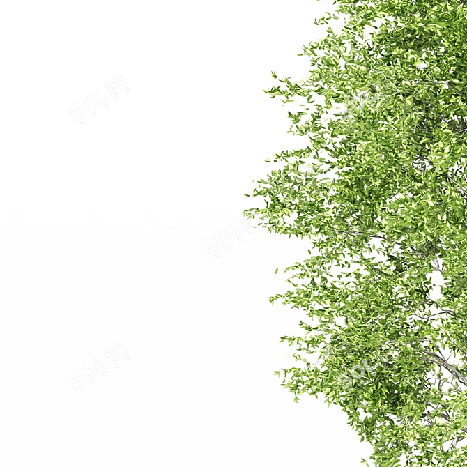 Polys: 1,011,193 - Towering 15m Beech Tree 3D model image 4