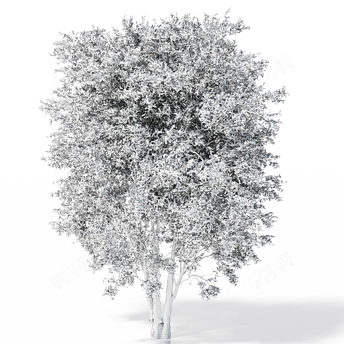 Polys: 1,011,193 - Towering 15m Beech Tree 3D model image 5