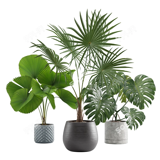 Exotic Indoor Plants Collection 3D model image 1