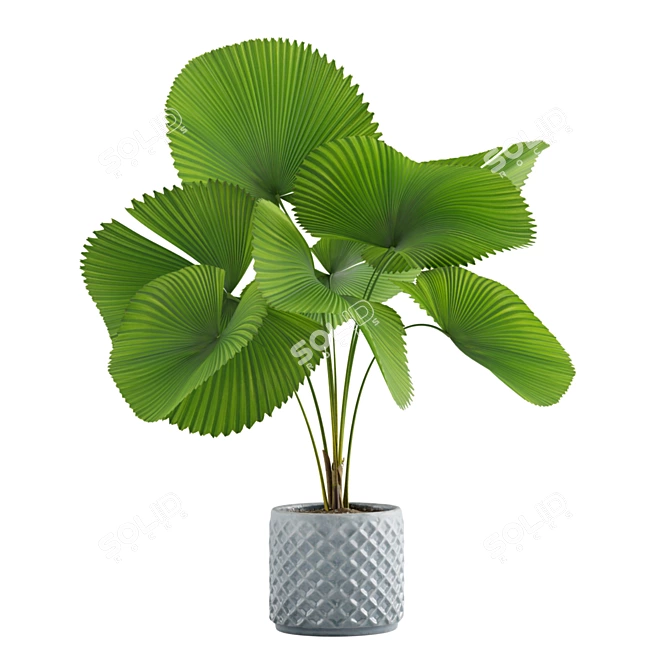 Exotic Indoor Plants Collection 3D model image 2