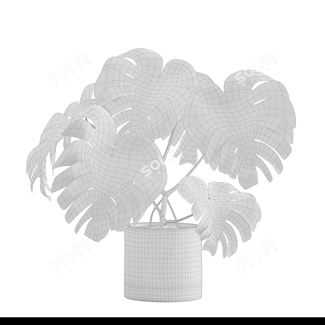 Exotic Indoor Plants Collection 3D model image 7