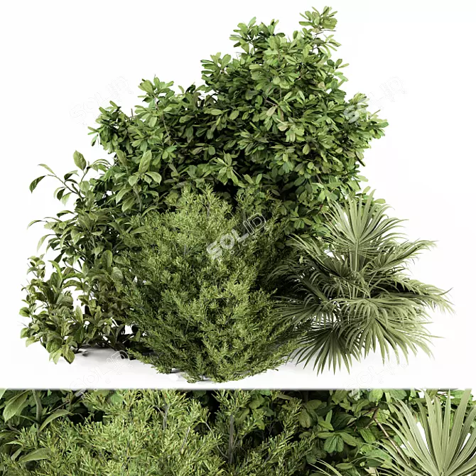 Exotic Bush Collection: Tropical & Box Tree - Set 52 3D model image 1