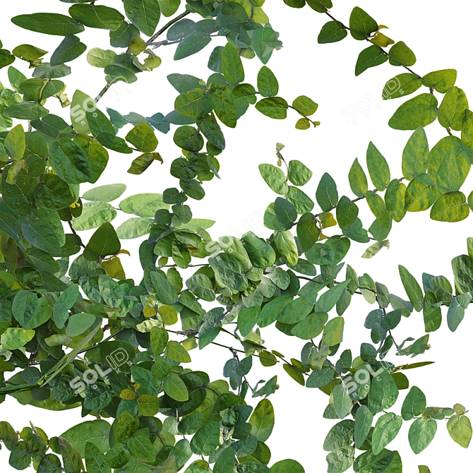 Ficus pumila in 3D 3D model image 2