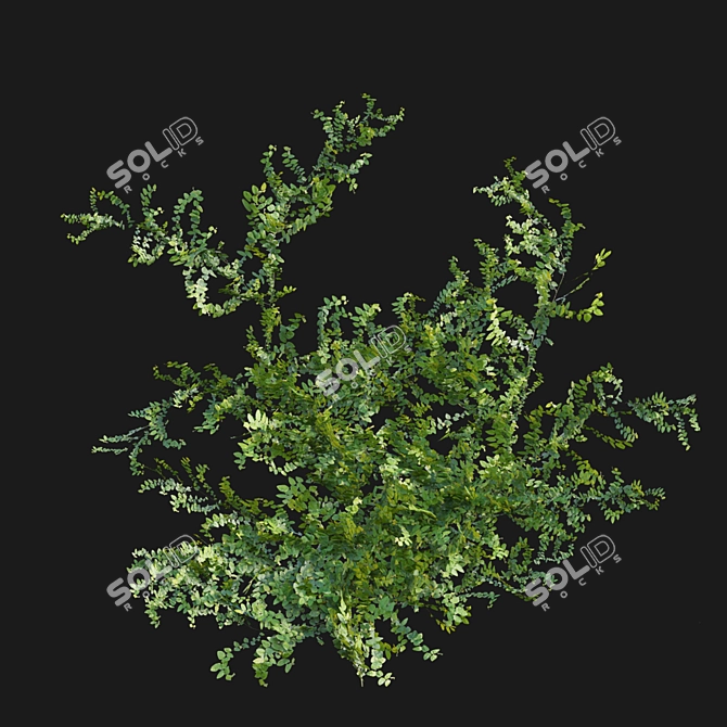 Ficus pumila in 3D 3D model image 5