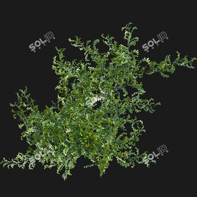 Ficus pumila in 3D 3D model image 6