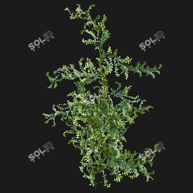 Ficus pumila in 3D 3D model image 7