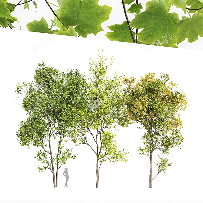 Saccharinum Tree Pack: Spring-Summer-Fall 3D model image 1