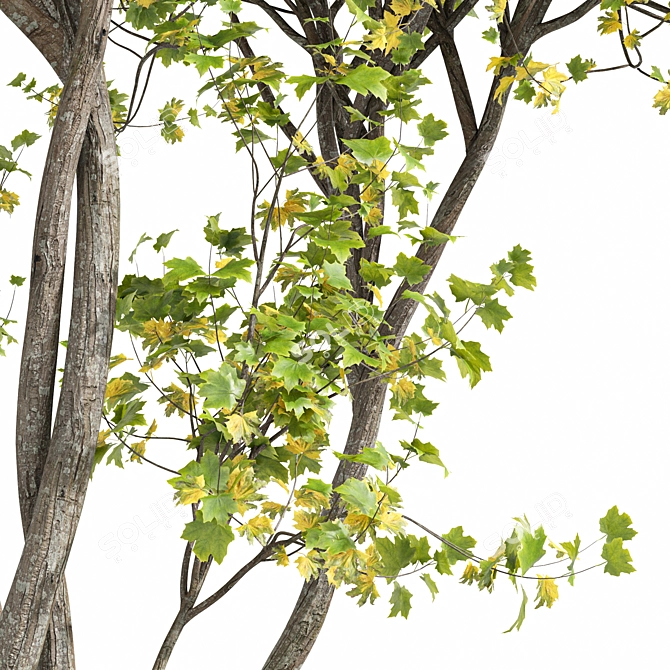 Saccharinum Tree Pack: Spring-Summer-Fall 3D model image 2