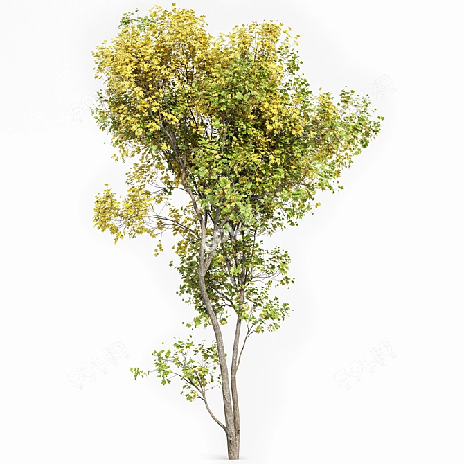 Saccharinum Tree Pack: Spring-Summer-Fall 3D model image 4