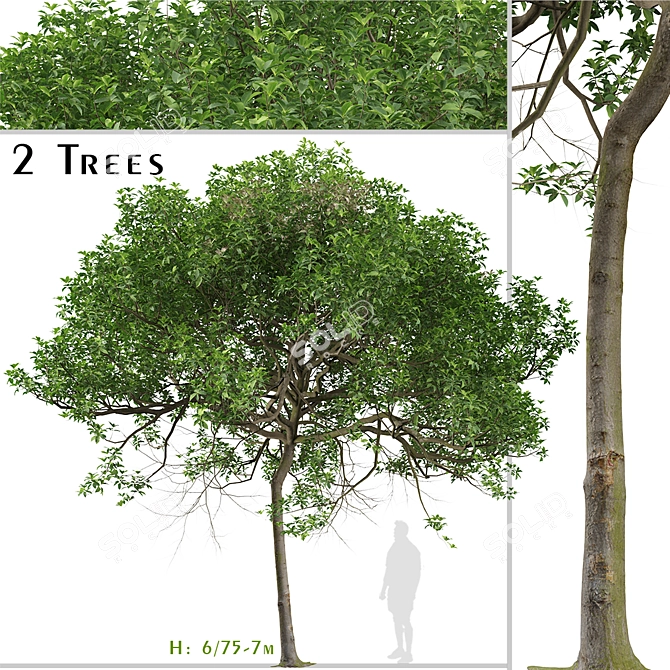 Australian Cheesewood Trees (2 Pack) 3D model image 1