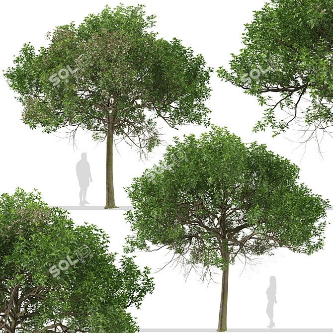 Australian Cheesewood Trees (2 Pack) 3D model image 2