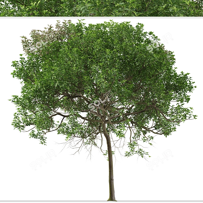 Australian Cheesewood Trees (2 Pack) 3D model image 4