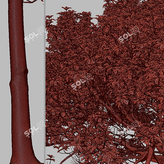 Australian Cheesewood Trees (2 Pack) 3D model image 8