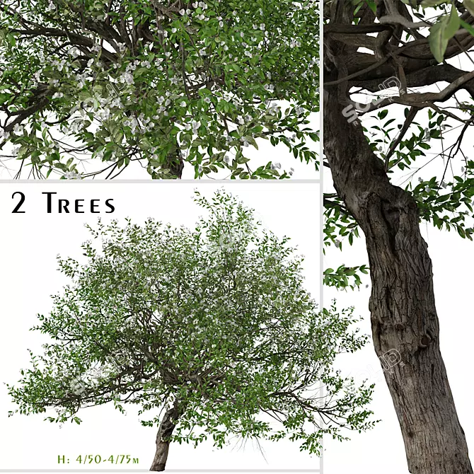 Evergreen Pear Tree Set: Pyrus kawakamii - 2 Trees 3D model image 1