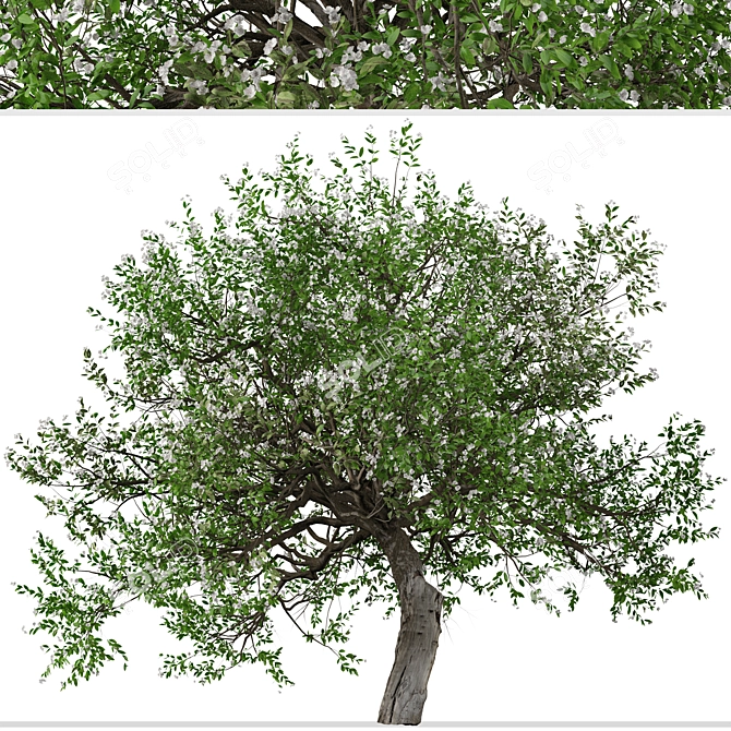 Evergreen Pear Tree Set: Pyrus kawakamii - 2 Trees 3D model image 2