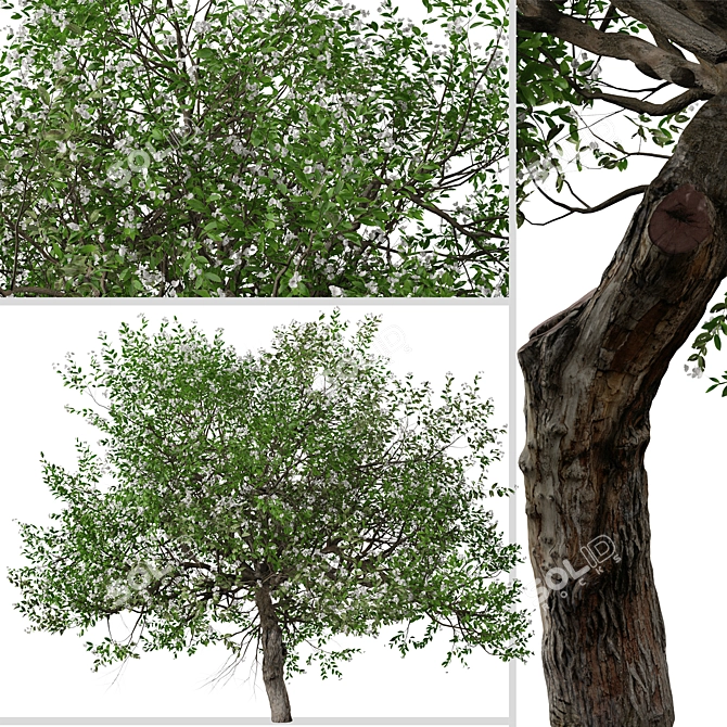 Evergreen Pear Tree Set: Pyrus kawakamii - 2 Trees 3D model image 3