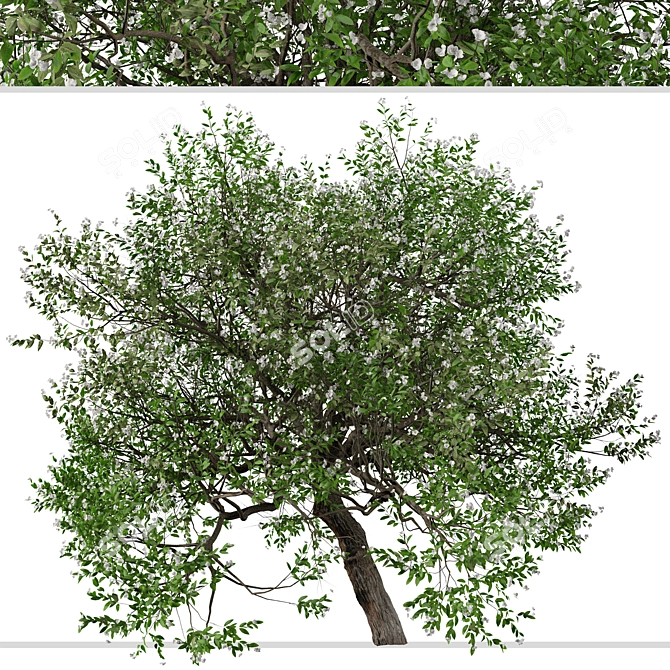 Evergreen Pear Tree Set: Pyrus kawakamii - 2 Trees 3D model image 4