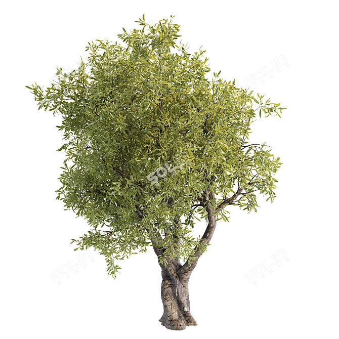3D Tree Model - 2013 Version 3D model image 4