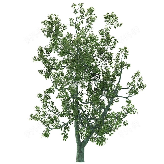 Australian Lemon Bottlebrush 3D model image 3