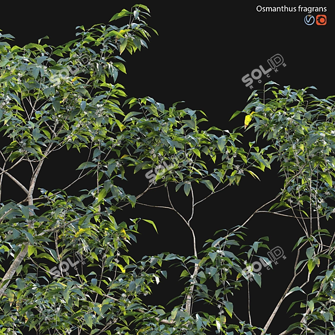 Fragrant Osmanthus 3D Model 3D model image 2