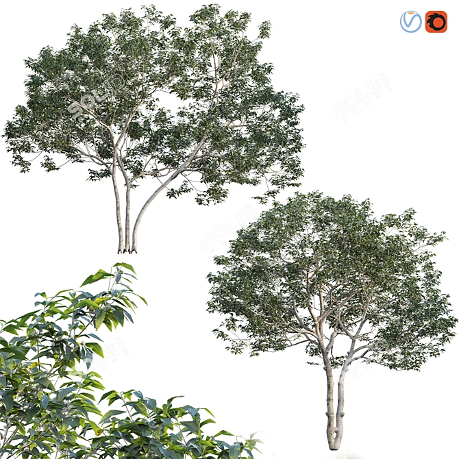 Vintage Fragrant Osmanthus 3D Models 3D model image 7