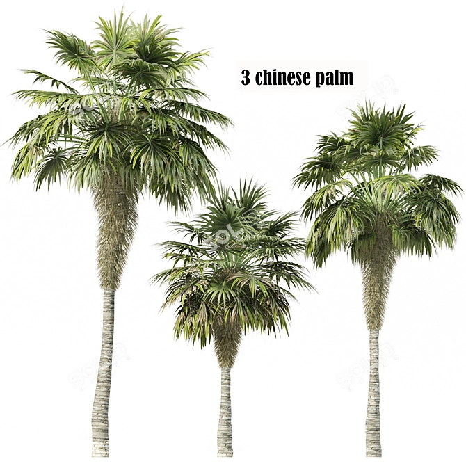 Elegant Trio of Chinese Palms 3D model image 5